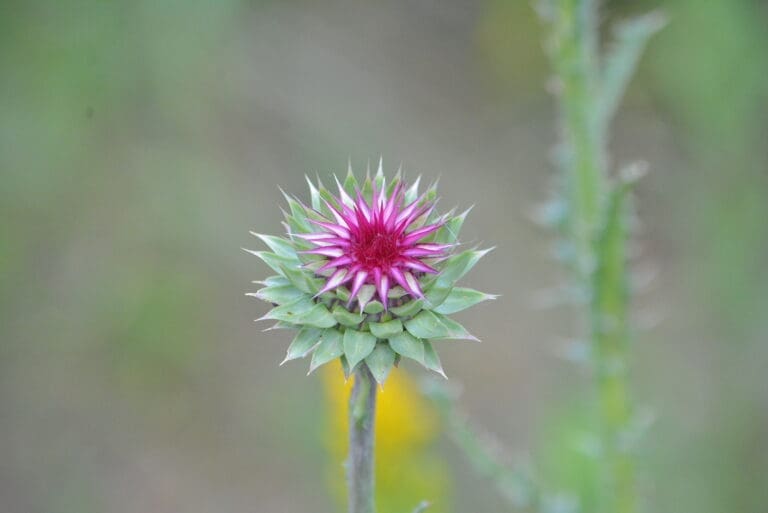 A close up of a flowering succulent, pink flower in the middle with green thorny leaves around.