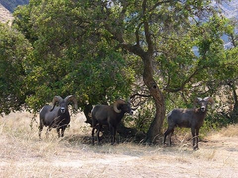 A group of black long horned sheep standing under a green tree in the shade.